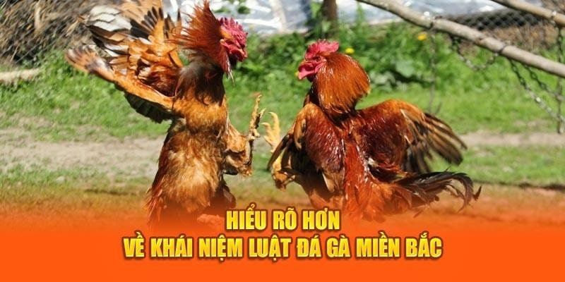 Giới thiệu về luật đá gà miền Bắc chi tiết nhất